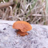 alcuni funghi di colore arancione su un albero di cocco morto foto