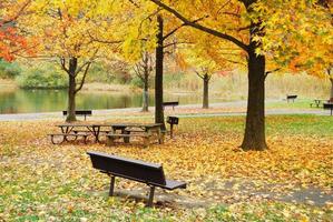 fogliame autunnale nel parco in riva al lago foto