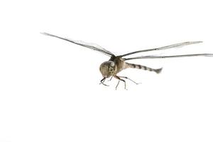 libellula- sono insetti alati che volano e trovano cibo. è un piccolo insetto di vari colori e specie su fondo bianco. foto