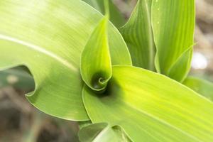 steli di mais verde che crescono a terra negli orti dei contadini vengono coltivati per la vendita e commercializzati come mais biologico da agricoltura biologica per la salute della persona che lo mangia. foto