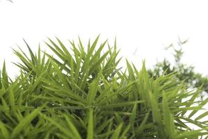 piccole foglie di bambù verde soffiate dal vento naturale ventoso su sfondo bianco isolato. foto