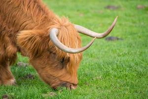 la mucca dell'altopiano nella fattoria di Churchill Island a Phillip Island, Melbourne, Australia. foto