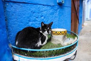 gatto a chefchaouen, marocco foto