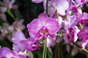 orchidee rosa alla manifestazione dell'orchidea, giardino botanico di New York