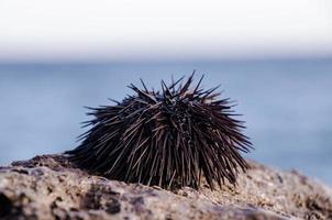 riccio di mare su roccia foto