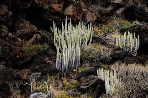 cactus sulla montagna vulcanica basaltica foto