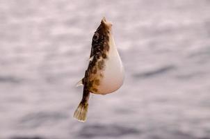 un pesce di mare all'amo foto