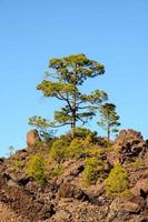 foresta nel parco nazionale del teide tenerife foto