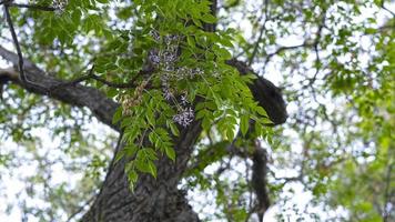 sfondo naturale con albero in fiore melia azedarach foto