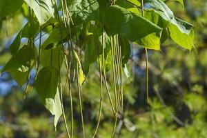 sfondo naturale con foglie e frutti di catalpa foto