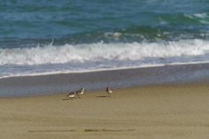 paesaggio marino con le onde sulla spiaggia foto