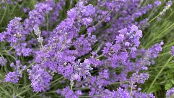 sfondo naturale con fiori di lavanda viola primo piano foto