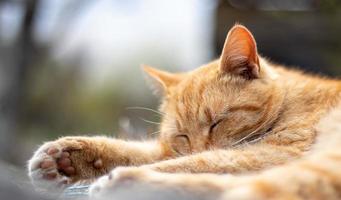 primo piano di un gatto domestico rosso che riposa pacificamente nel fieno in una calda giornata estiva. un simpatico gatto a strisce arancioni si crogiola al sole. un simpatico animaletto si crogiola sotto il sole primaverile sull'erba secca. copia spazio. foto