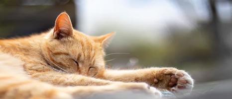 primo piano di un gatto domestico rosso che dorme pacificamente nel fieno in una calda giornata estiva. divertente gatto soriano arancione si crogiola al sole. simpatico animaletto sotto il sole primaverile su erba secca. banner con spazio di copia. foto