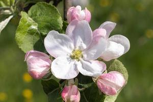 fiori rosa di un melo in fiore in una giornata di sole primo piano in natura all'aperto. melo fiorisce in primavera. messa a fuoco selettiva. bella piantagione di meleto. foto