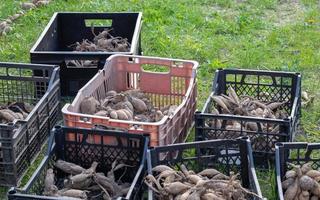 grandi tuberi di dalia con steli secchi sono accatastati in scatole di plastica in piedi su erba verde. preparazione per la semina primaverile. i tuberi dei fiori si seccano al sole. piantare fiori. stagione di semina della dalia. foto