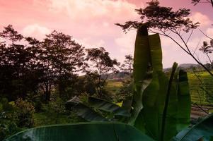 vista del paesaggio delle risaie nelle montagne di selotapak trawas, mojokerto, indonesia. foto