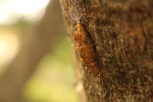 primo piano di un insetto marrone che striscia sulla superficie di un albero foto