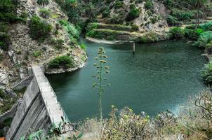 palma e lago verdi delle Canarie tropicali foto