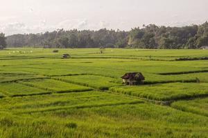 campo di riso verde con una capanna in mezzo a risaie e cielo sereno, lampung indonesia foto