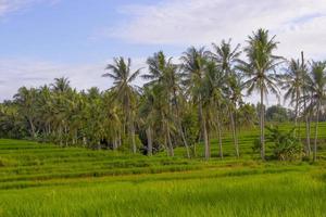 paesaggio del campo di riso con vista su alberi di cocco e cielo sereno foto