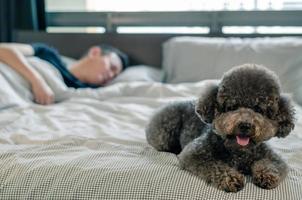 un adorabile giovane cane barboncino nero giaceva sul letto aspettando che il proprietario si svegliasse la mattina con il sole su un letto disordinato. foto