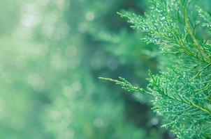 foglie verdi fresche di albero di ginepro savin con goccia d'acqua sulle foglie e luce bokeh. foto