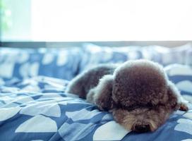 un adorabile giovane cane barboncino nero giaceva sul letto da solo con la faccia triste dopo essersi svegliato al mattino con il sole su un letto disordinato. foto