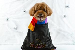 adorabile cane barboncino marrone con faccia spaventosa seduto su sfondo ragnatela di ragni. foto