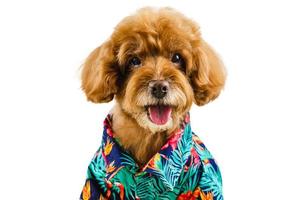 un adorabile cane barboncino giocattolo marrone che indossa un abito hawaii foto