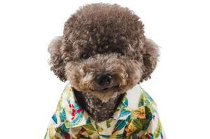 un adorabile cane barboncino giocattolo nero ha fatto una faccia buffa indossando un abito hawaii foto