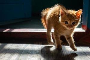 piccolo gattino rosso spaventato in una vecchia casa. foto