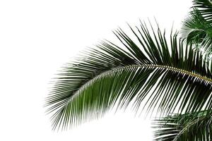 albero di cocco foglia isolato su sfondo bianco, motivo a foglie verdi foto