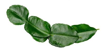 modello di foglie verdi, foglie di lime kaffir isolato su sfondo bianco foto
