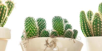 cactus piante succulente spinose fiori interni sempreverdi in vaso di fiori spazio copia foto