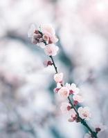 fiore di ciliegio in primavera con soft focus, sfondo