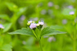 fiore di erba di colore bianco sul campo foto