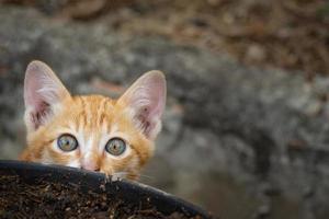 primo piano di gattino o piccolo gatto in piedi accanto al vaso di fiori foto