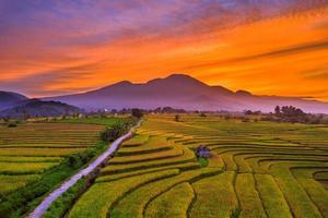 riso giallo e catena montuosa dell'Indonesia foto