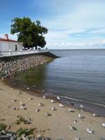 gabbiani in riva al mare. mare bellissimo paesaggio foto