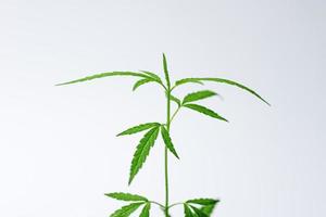coltivazione di cannabis, foglie di erbe verdi di marijuana. fuoco morbido. foto