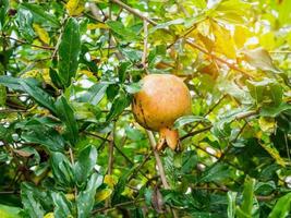 frutto del melograno sul ramo di un albero foto