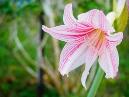 fiore di colore rosa di amaryllis o hippeastrum foto