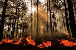 incendio forestale foto