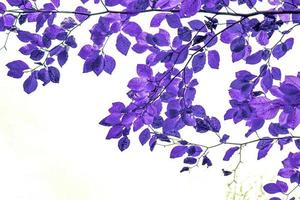 l'albero viola lascia il fondo astratto foto