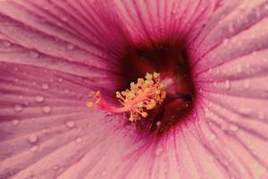 fiore rosa con polline