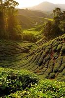 campi di piantagione di tè all'alba foto