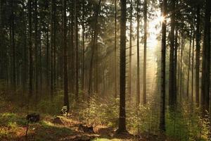 foresta di conifere nebbiosa all'alba
