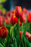 fiori di tulipano