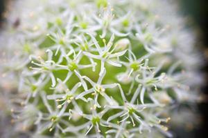 fioritura cipolla ornamentale bianca (allium) foto